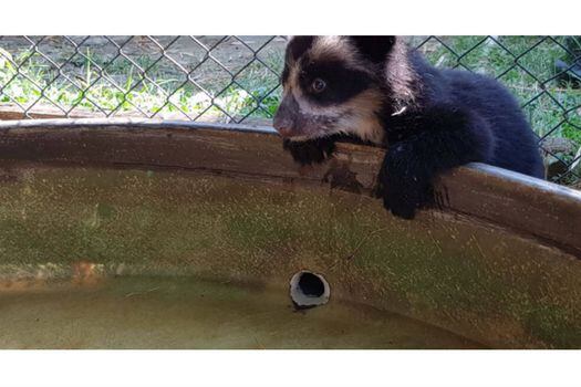 "Remedios" fue enviada al zoológico de Santa Fe de Antioquia y allí, según el abogado del caso, habría sido objeto de negociaciones para ser enviada como donación a parques de Estados Unidos. / Tomada de la página del Ministerio de Ambiente.