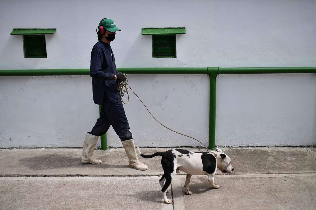 Un hombre lleva a un perro con una correa