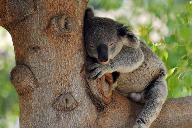 Murió el koala rescatado durante los incendios de Australia
