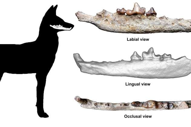 Hallan el primer fósil del lobo etíope, una de las especies más amenazadas del mundo