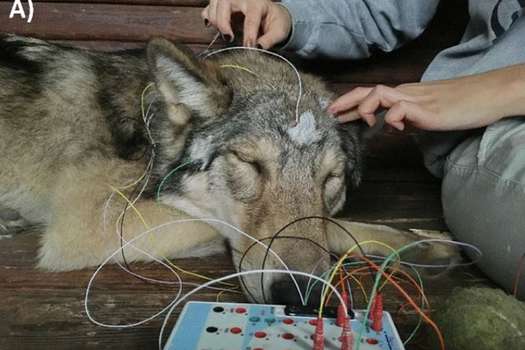 Un lobo joven dormido durante la colocación de los electrodos. /Scientific Reports .