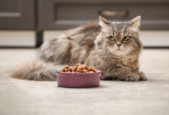 Si tu gato no quiere comer y ya has intentado de mil maneras, puede que sufra de alguna de estas causas o enfermedades. Aquí te explicamos.