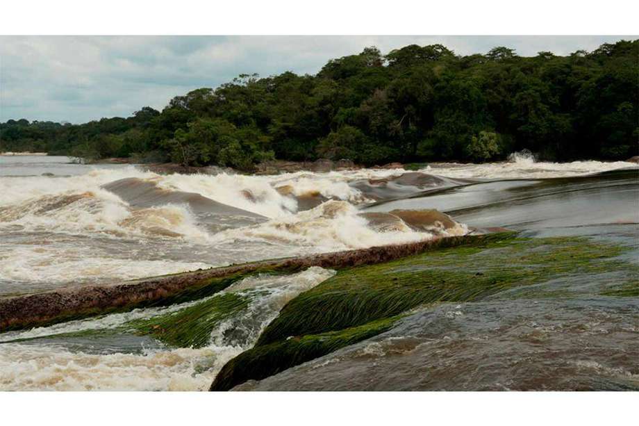 Río Apaporis, donde vive esta particular especie.