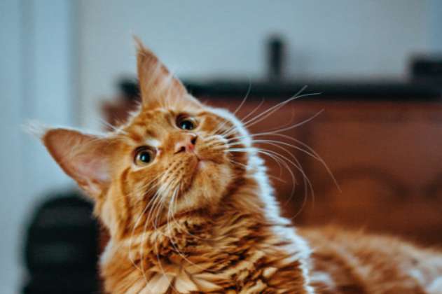 Nombres para gatos naranjas: 10 opciones para que le pongas a tu mascota