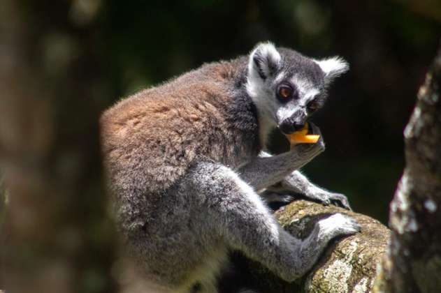 Lémures de cola anillada, animales en peligro de extinción, tienen nuevo refugio en Pereira
