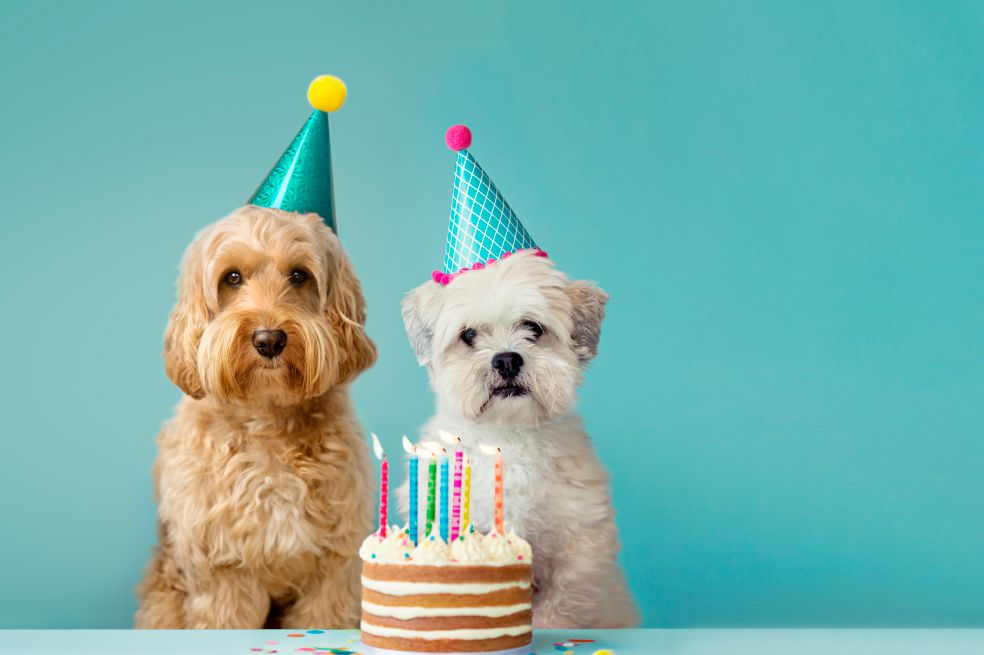 cúbico escocés Huracán Fiestas para perros: ¿cómo organizar el cumpleaños de tu peludito?