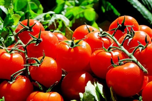 Investigadores cuantificaron el sabor de los compuestos químicos de 398 variedades de tomates tradicionales, modernas y silvestres. / Pixabay