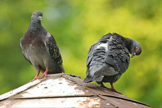 Las palomas no tienen "cerebro de pájaro", dice un estudio
