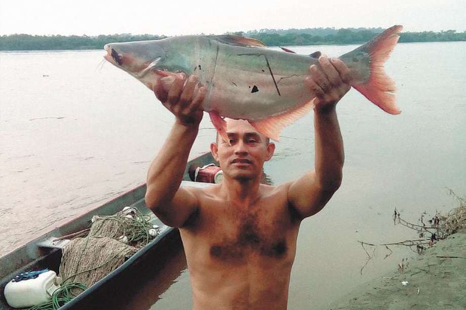 Ejemplar de pez basa capturado en el canal principal del río Magdalena en San Clara (Yondó). / Pescador Jairo Mora - Cortesía Fundación Humedales