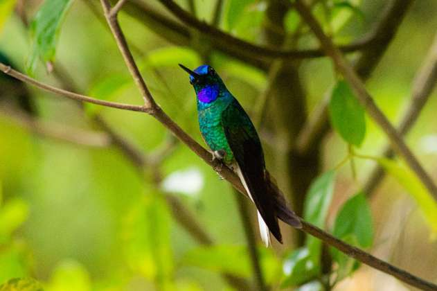 Avistamiento de aves: qué es, cómo se hace y dónde hacerlo en Colombia
