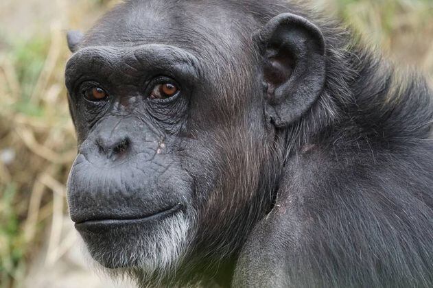 La explicación tras los videos de mamás primate cargando a sus crías muertas