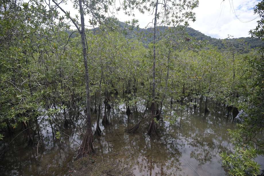 Parque con bosque húmedo tropical, estuarios, manglares, biodiversidad de flora y fauna, ubicado en el municipio de Nuquí, Chocó.