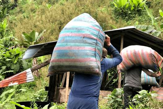 Los recolectores de hoja de coca, o raspachines, llevan los bultos a los ranchos improvisados por los campesinos para procesarla en pasta base de coca.  / Sebastián Forero Rueda