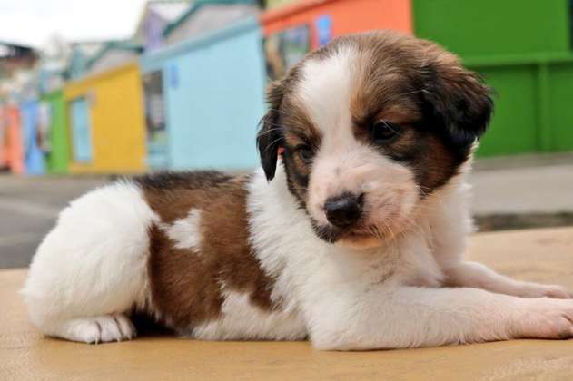 Prográmese para las jornadas de adopción animal en Bogotá, el próximo sábado 14 de diciembre