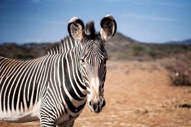 La sequía mata en Kenia a 1.235 animales salvajes