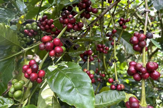 Precio del café: ¿cuáles son los factores que han contribuido a su incremento?