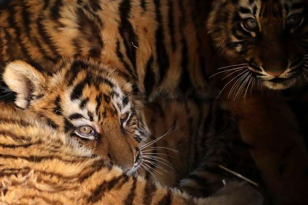 Hallan nuevas familias de tigres en Tailandia