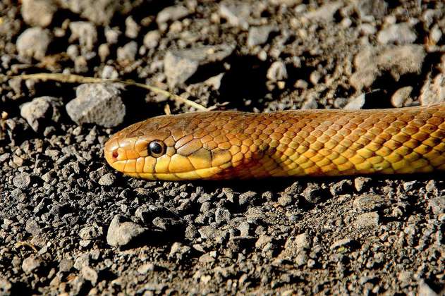 Cambio climático podría causar migración masiva de serpientes venenosas en el mundo