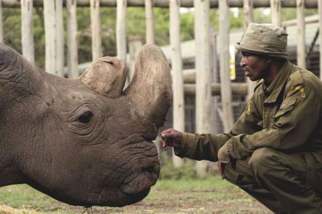 ¿Queda algún camino para salvar al rinoceronte blanco del norte?