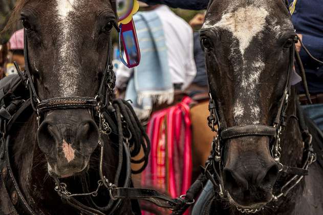 Suspenden movilización de caballos por brote de influenza equina en 24 municipios del Valle 