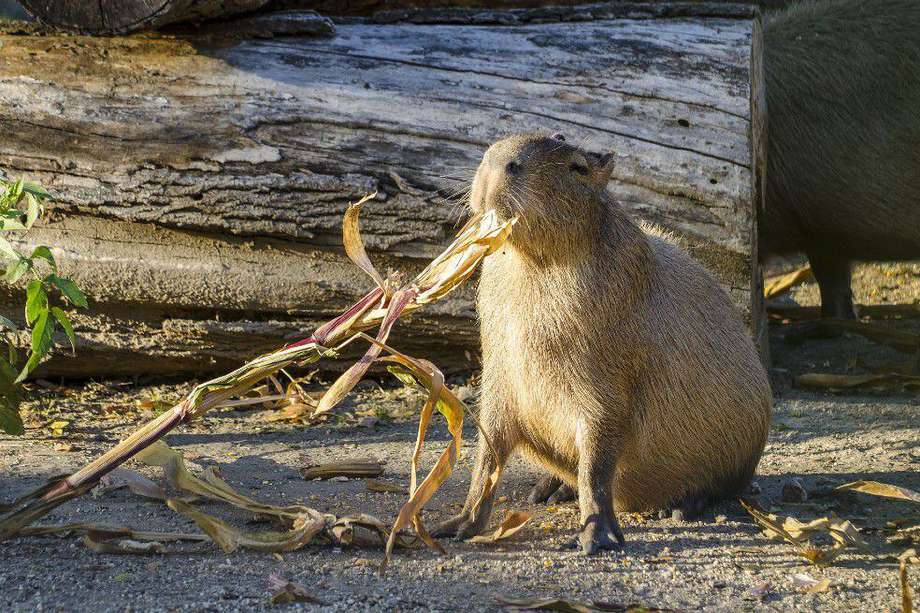 Los carpinchos, llamados comúnmente capibaras, son el roedor viviente de mayor tamaño y peso del mundo.