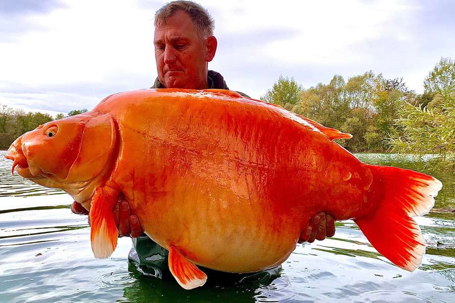 El gigantesco pez fue apodado Carrot. Fue atrapado por un británico en Bluewater Lakes, una pesquería francesa.