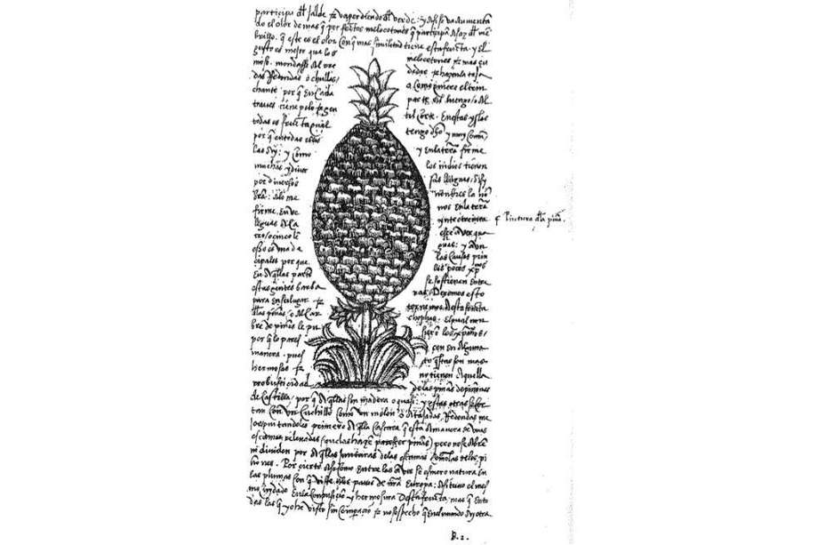 La piña de Gonzalo Fernández de Oviedo, en “Historia general y natural de las indias”, de 1535.