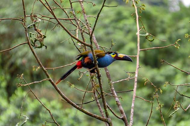 Colombia cuenta la mayor cantidad de especies de aves y gana en el Global Big Day