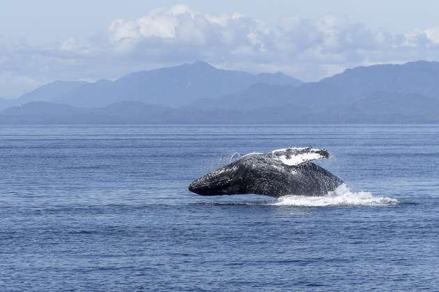 ¿Cuánto cuesta ver ballenas jorobadas en Colombia? Estos son sus precios