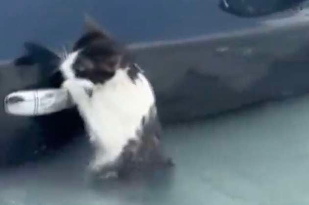 (Video) Rescatan a pequeño gato atrapado en las inundaciones de Dubai