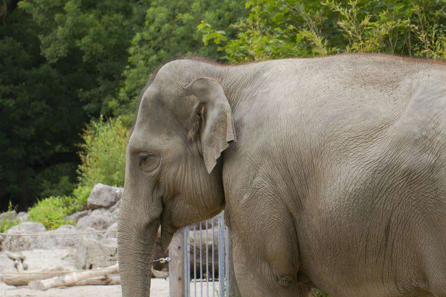 Elefante asiático ("Elephas maximus").