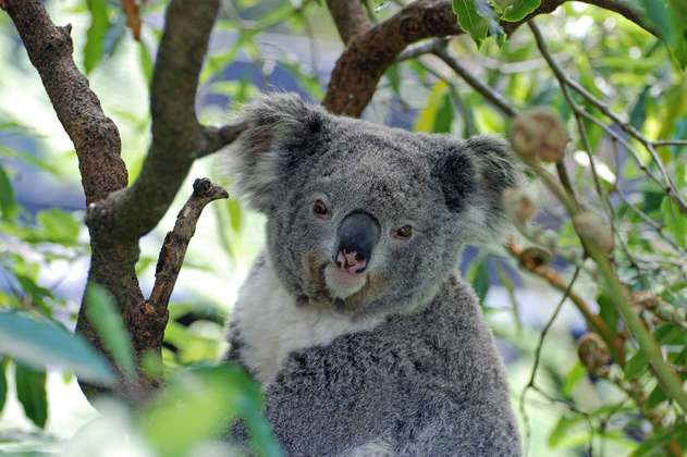 Vacunarán koalas contra enfermedad sexual que amenaza su supervivencia