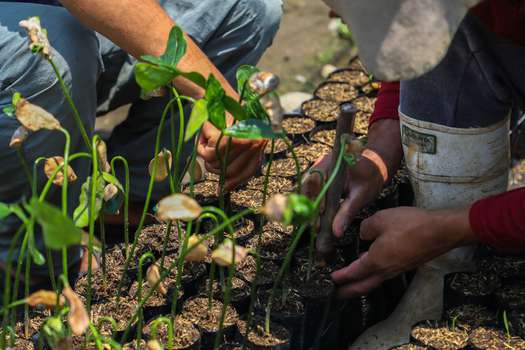 Corpoamazonia entregó 1.250 plantas maderables y frutales propias de la región amazónica, a través del proyecto “Ser Putumayo”.