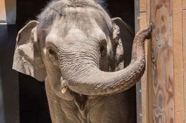 Zoológico sacrifica a elefante de 53 años, el segundo en casi un año, ¿qué pasó?