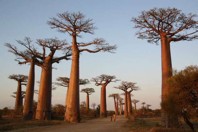 Los icónicos baobabs milenarios están muriendo misteriosamente en África