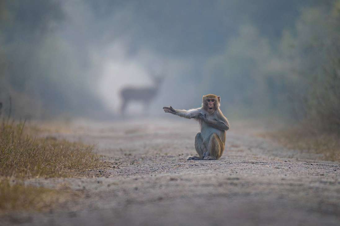 "Mira a la derecha, hermano". La foto fue tomada en el Parque Nacional Keoladeo, Bharatpur, Rajasthan, India.