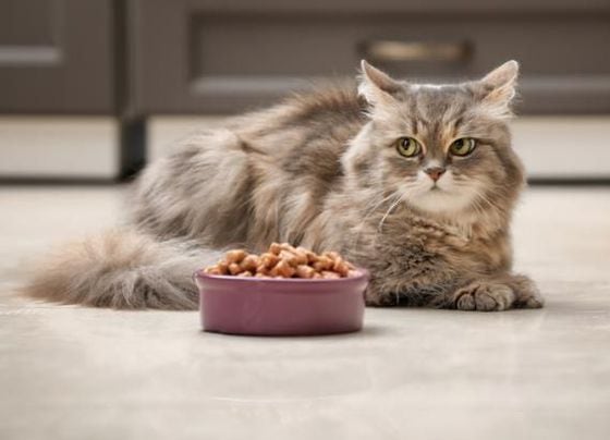 ¿Por qué mi gato no quiere comer? Te explicamos las posibles causas y qué hacer