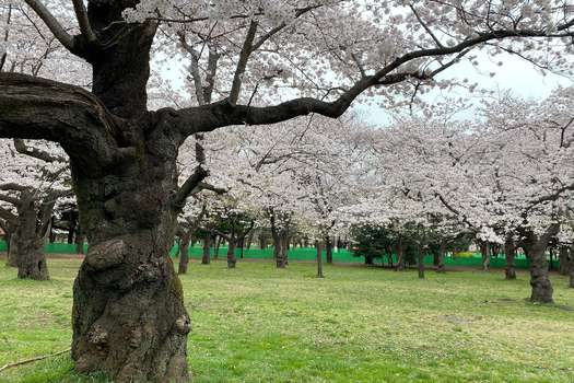 Cerezos en el parque de Yoyogi en Tokio donde este año está prohibido el acceso para evitar reuniones masivas por el Covid.