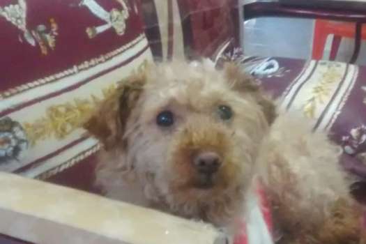 El pasado 6 de junio, Canela, una perrita de raza French Poodle, fue herida por el hombre quien se encontraba en estado de embriaguez. / Archivo particular. 