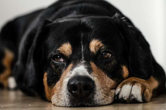 Síntoma del moquillo en perros: ¿cuáles son los cuidados que se deben tener? 