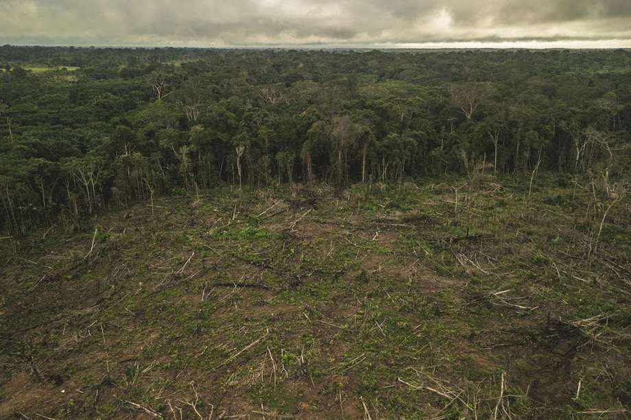 En Colombia, durante 2022 se talaron 123.517 hectáreas de bosque.