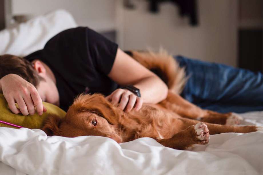 El efecto relajante de interactuar con una mascota parece atribuirse, en parte, al contacto físico, por lo que acurrucarse con un perro puede aliviar la mente y fomentar la tranquilidad.