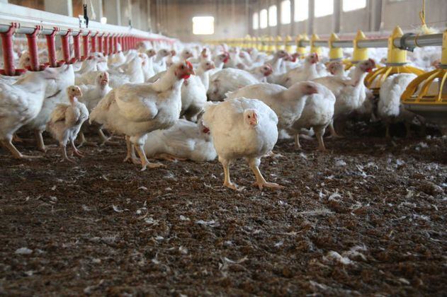 En Perú sacrificaron 37.000 aves infectadas con gripe aviar