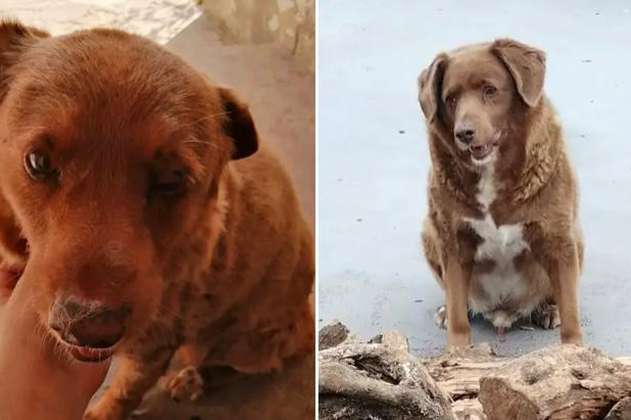 Bobi, el perro más longevo del mundo, murió a los 31 años de edad