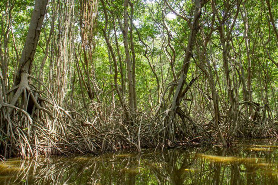 Parque Nacional Isla Salamanca, uno de los ecosistemas más vulnerables de la Costa Caribe.