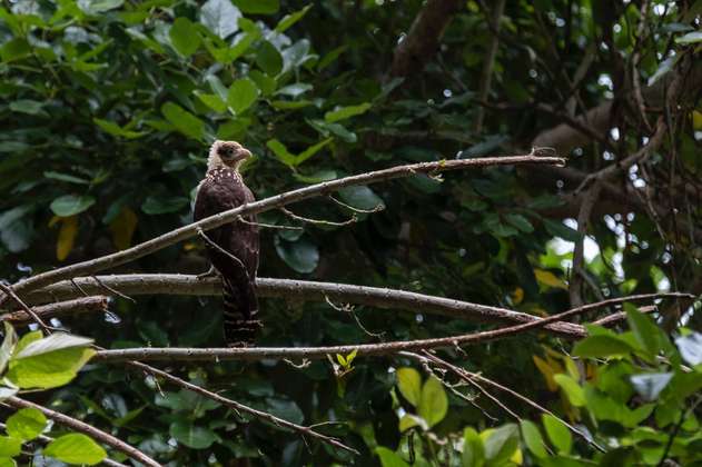Colombia vuelve a ocupar el primer lugar en avistamiento de aves