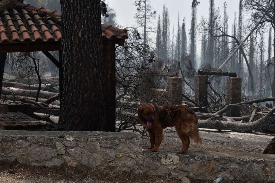 Un perro trata de encontrar aire en medio de un bosque consumido por las llamas en la isla de Evia en Grecia.