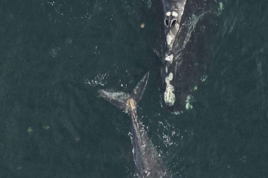 (Foto de referencia) / Estas son ballenas francas nadando en Estados Unidos.