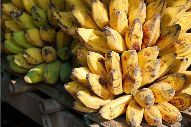 Primera cosecha de bananos holandeses no necesitó tierra para crecer