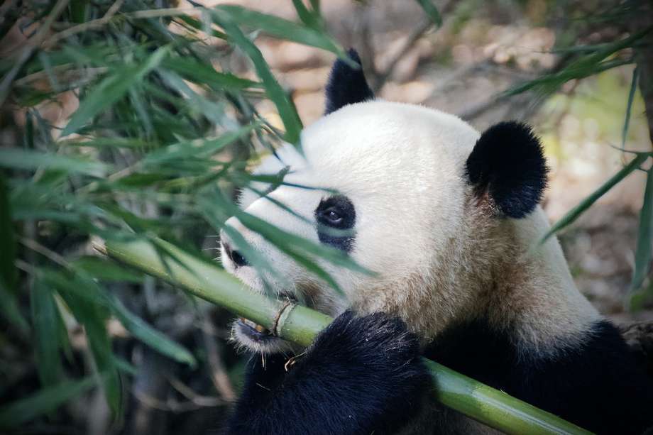Para sobrevivir un ejemplar debe consumir cada día entre 12 y 38 kg de bambú.